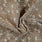 Lochstickerei-Stoff aus Baumwolle – Beige